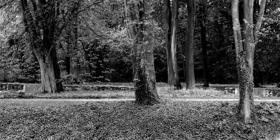 Czarno-biaa fotografia drzew